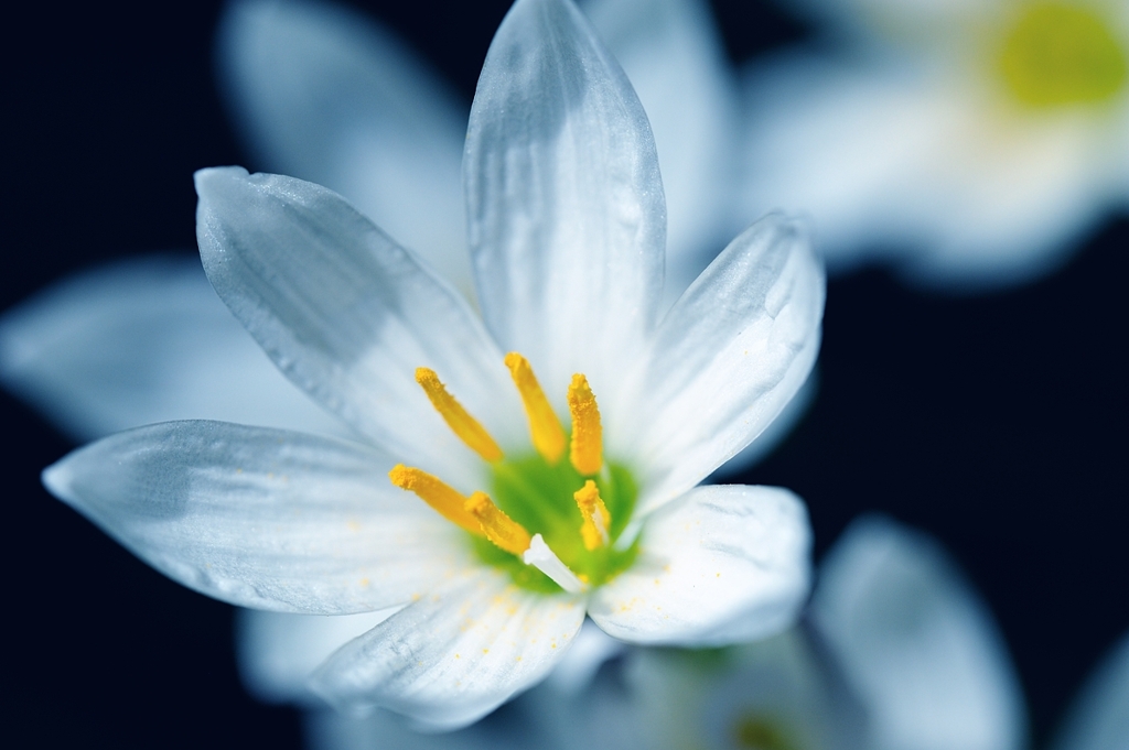 庭の花