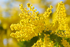 真っ黄色の花