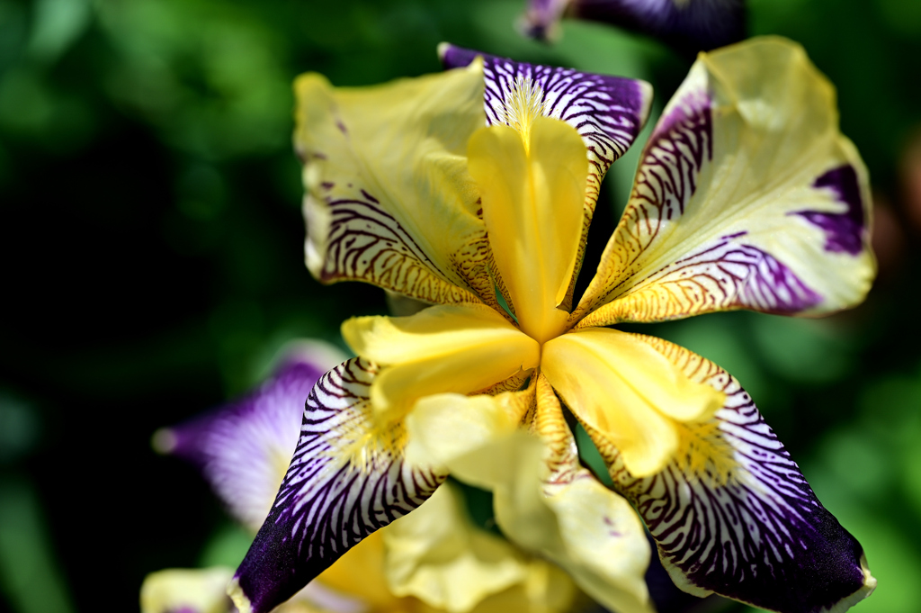 庭の花
