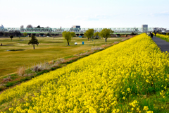 菜の花土手