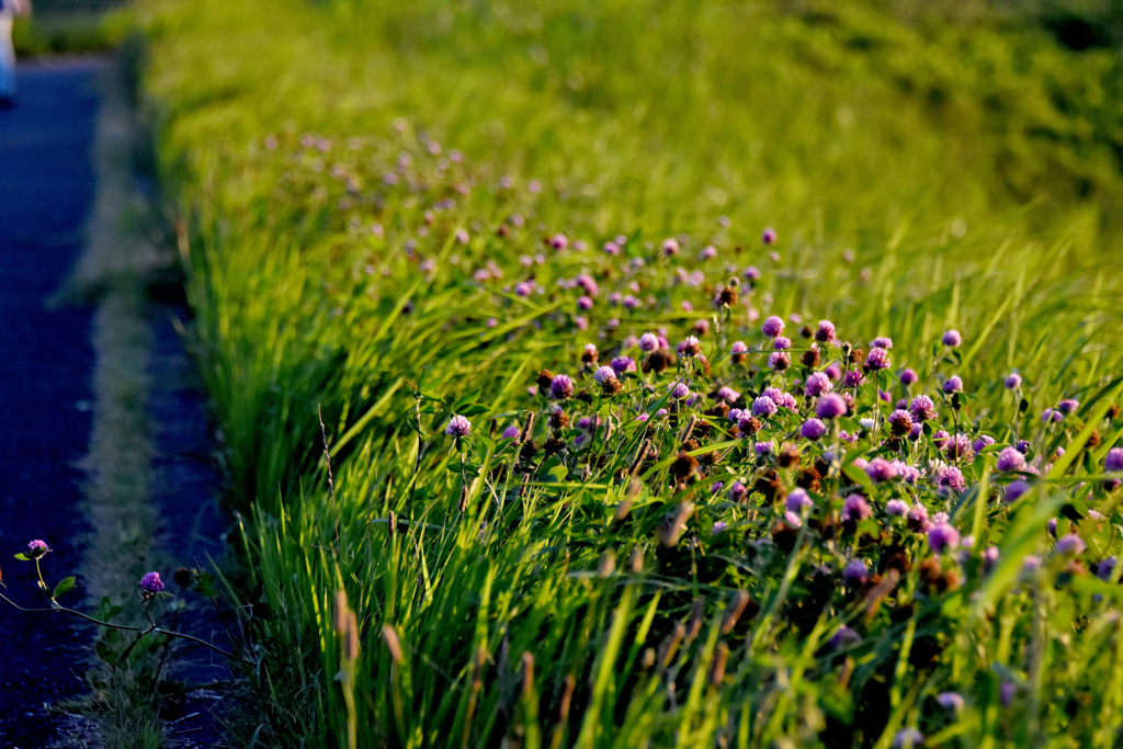 散歩道の野草