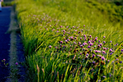 散歩道の野草