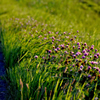 散歩道の野草