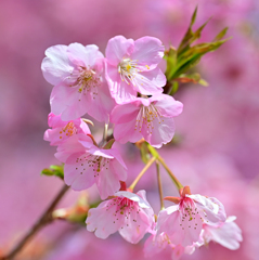 早咲き桜