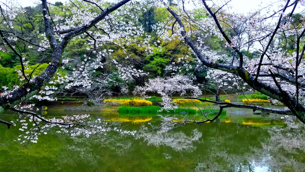 公園のサクラ