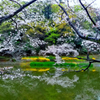 公園のサクラ