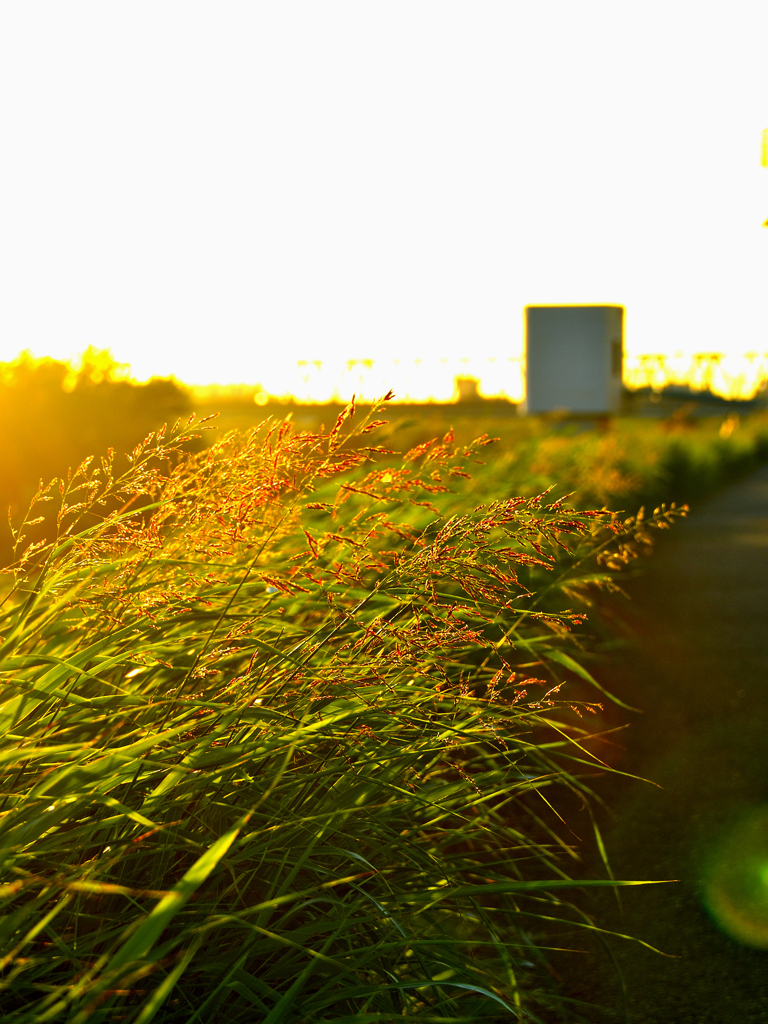 散歩道の野草