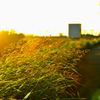 散歩道の野草