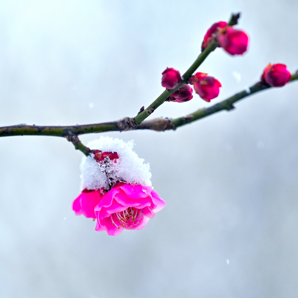 雪冠る梅