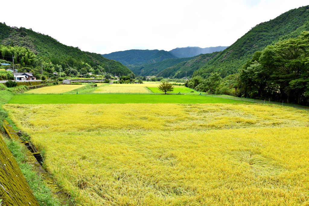 黄金色の山村