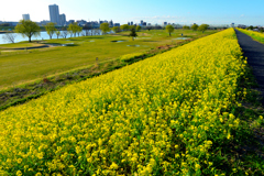 江戸川土手の春