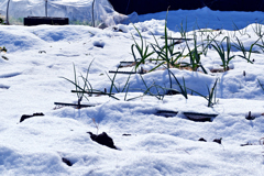 雪に耐える