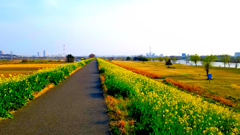 江戸川土手の春