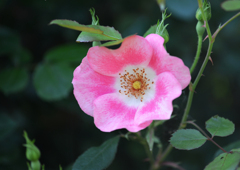 「Pink Meidiland」