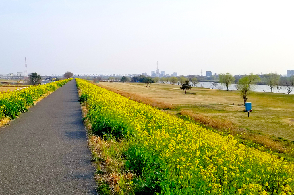 黄色い土手