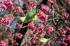 都会のインコ