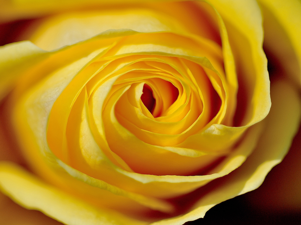 冬薔薇