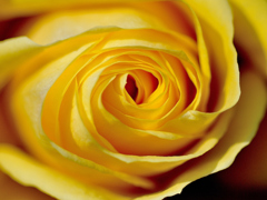 冬薔薇