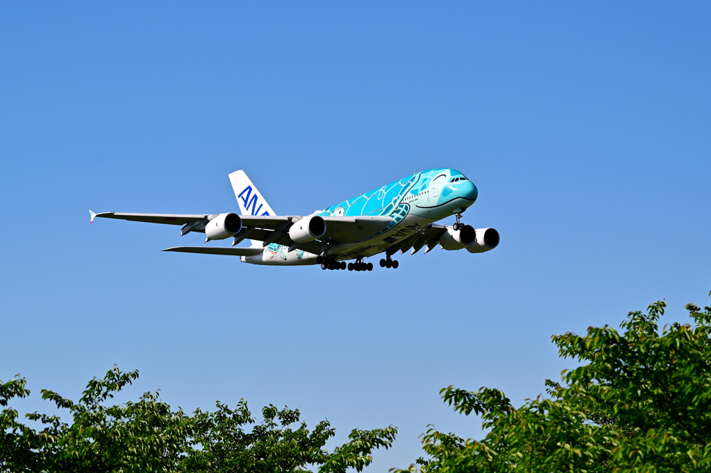空飛ぶウミガメ