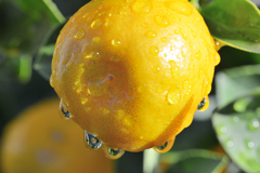 雨上がりのキンカン 雨上がりのキンカン
