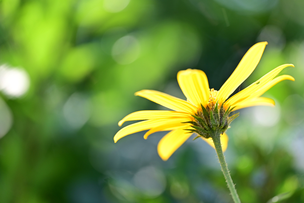 畑の花