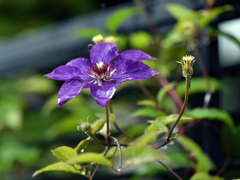 “高潔”の花：鉄仙