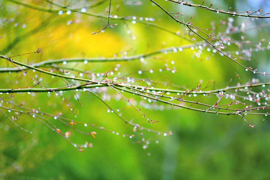 春の雨 by P20B （ID：9518186） - 写真共有サイト:PHOTOHITO