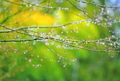 春の雨