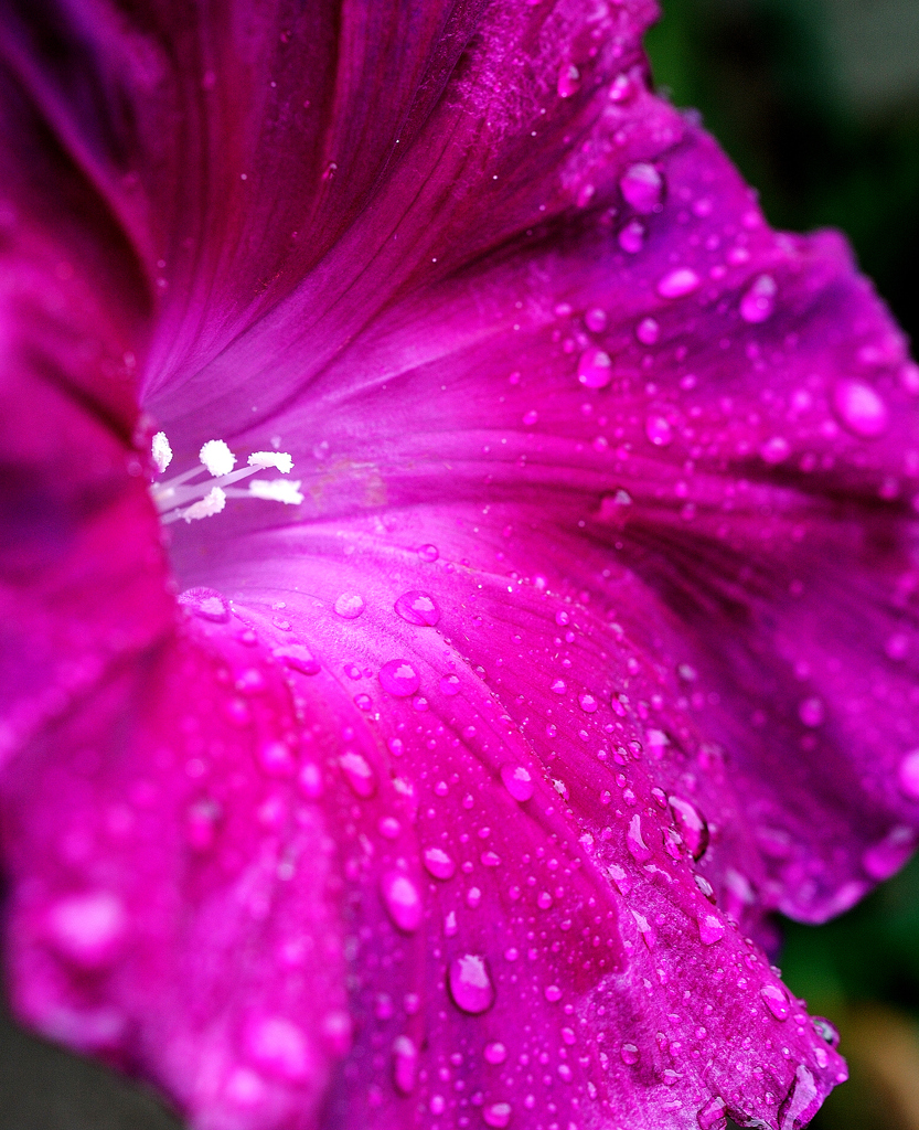 雨に打たれて・・