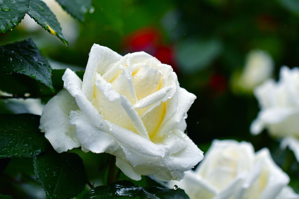 雨に咲く白薔薇