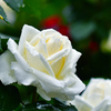 雨に咲く白薔薇