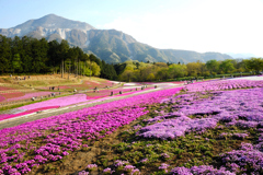 芝桜の丘