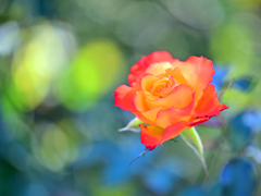 冬薔薇