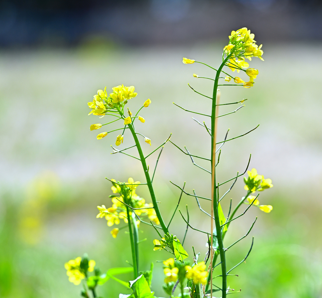 春の花