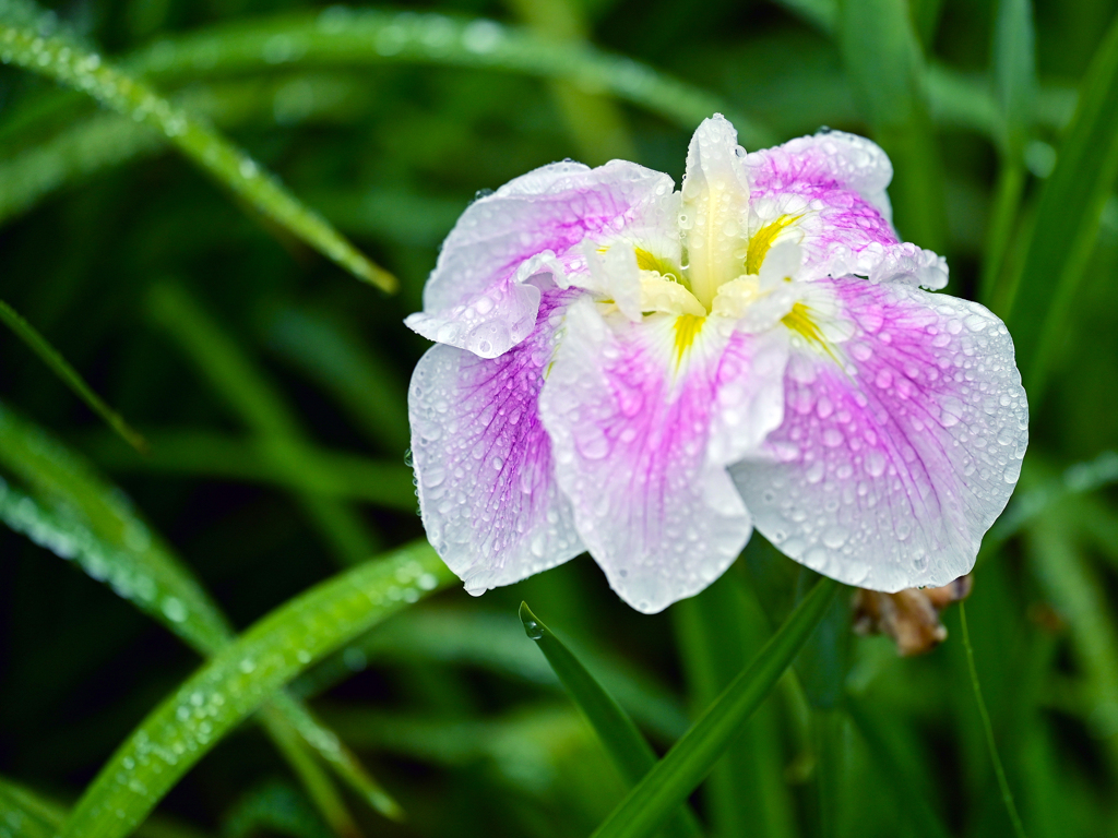 雨の花菖蒲