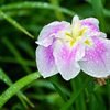 雨の花菖蒲