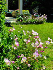 今咲くこの花