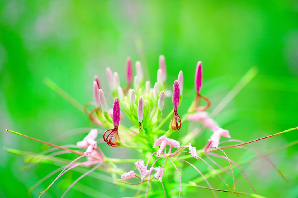 Cleome