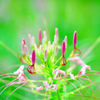 Cleome