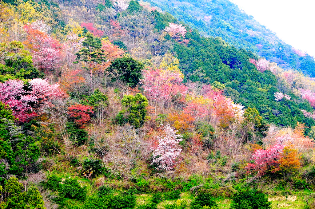 桜ドライブ