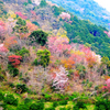 桜ドライブ