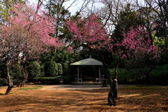 紅梅のある庭