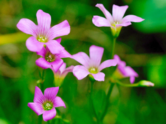野の花