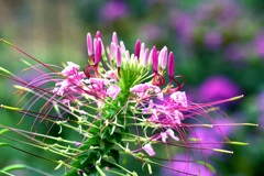 Cleome