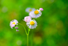 畑の花