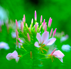 Cleome