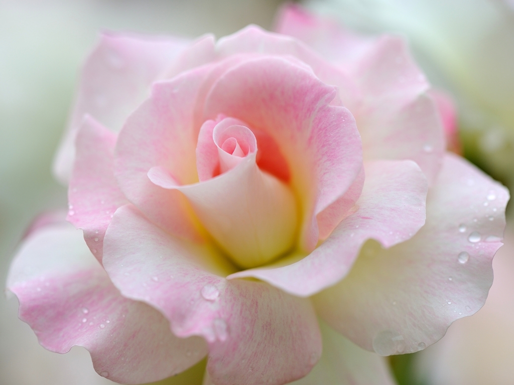 ピンクの薔薇