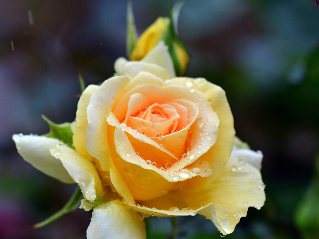 雨に咲く黄薔薇