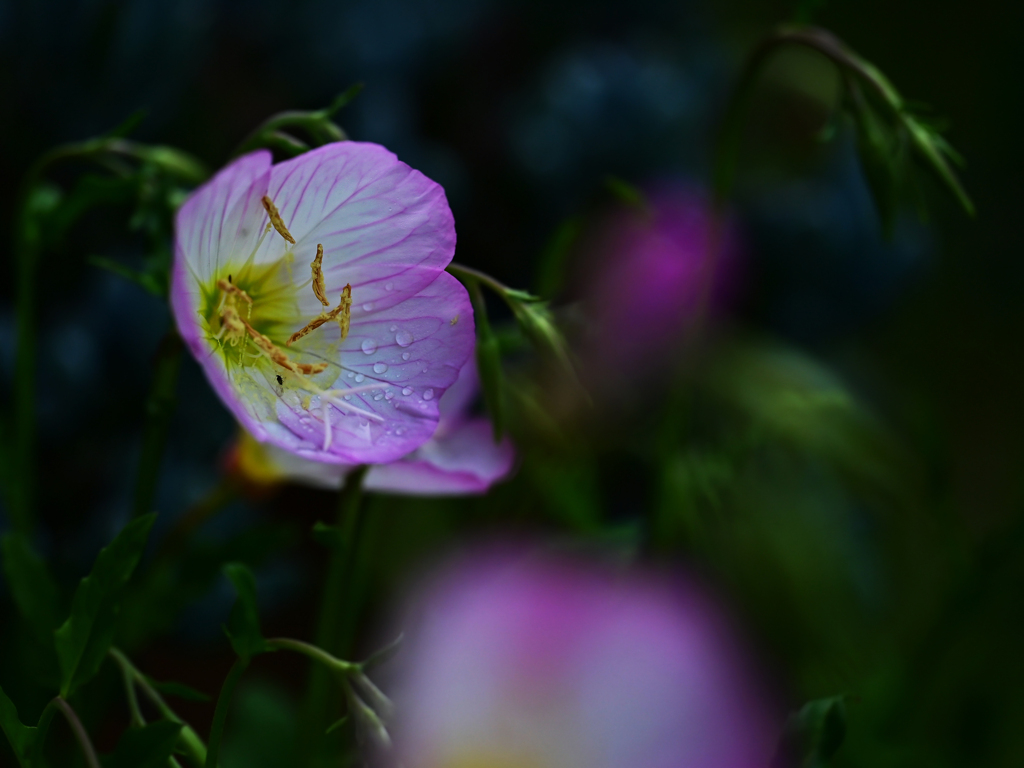 ”ほのかな恋”