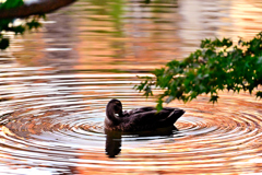 水鳥は芸術家